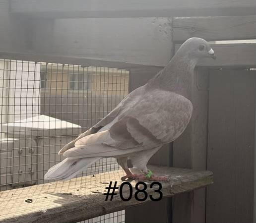 Pigeons- Home Racing 1