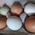 Assortment of Hatching Eggs 4 thumbnail