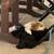 Pup 2 thumbnail
