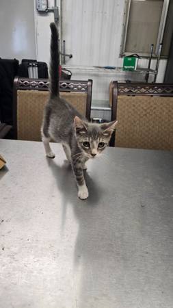 Free kittens to good home plus shots and fixing (Sheepshead Bay Brooklyn)63871121646595120