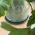 Tree philodendron 3 thumbnail