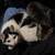 2 Fascinating Female cats for new home 3 thumbnail