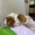 Super cute baby Abyssinian guinea pigs! 1 thumbnail