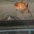Oranda goldfish 2 thumbnail