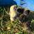 Chicks 4 thumbnail