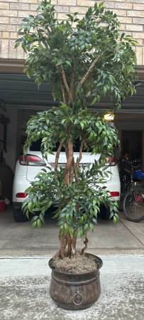 3 Artificial Ficus Trees with Decorative Planters – 4ft to 7ft 1