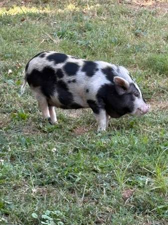 juliana potbelly piglet (chillicothe)63666509448195122