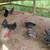 Hens + Roosters + Baby Chicks 3 thumbnail