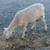 Late spring lambs 2 thumbnail