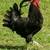 Beautiful and Useful Rooster 2 thumbnail