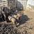 Weaned pigs 1 thumbnail