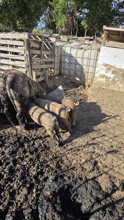 Weaned pigs 1