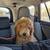Goldendoodle 3 thumbnail