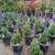 Salvia 2 thumbnail