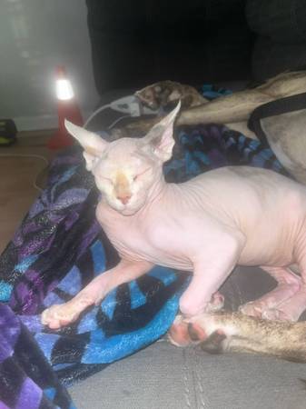 Rehoming Sphinx cat (Hammond)63844236627073122