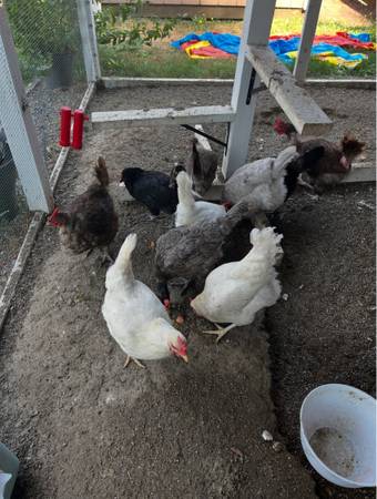 Gallinas ponedoras (Rochester)