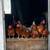 laying hens 1 thumbnail