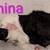 Guinea pigs 2 thumbnail