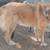 Anatolian shepherds 1 thumbnail