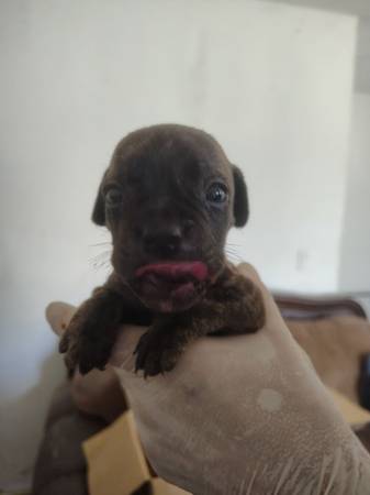 Cachorros Bulldog independientes (Lake Hughes)63865302114433124
