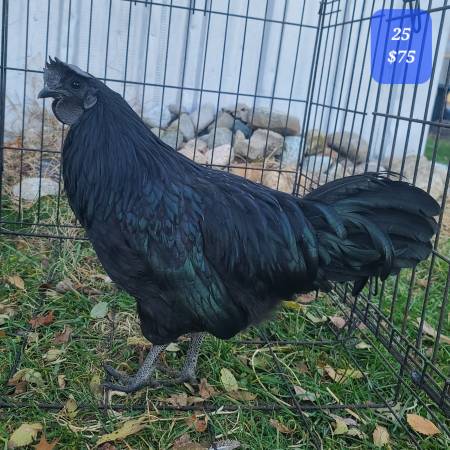 Ayam Cemani Rooster 1