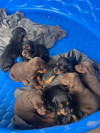 ¡¡Cachorros Doberman!!63841745044227123