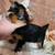 Toy Yorkie** 1 thumbnail