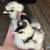 Silkie Chicks 11 thumbnail