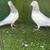 Pakistani pigeons 4 thumbnail
