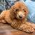 Mini Goldendoodle 2 thumbnail