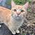 Missing Cat 2 thumbnail