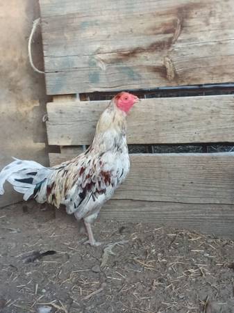 Mug splash rooster 1