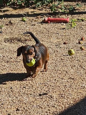 Gratis para buen hogar, pequeña tarifa de rehoming (Cedar City)63945150704898120