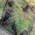 Lab puppies 1 thumbnail