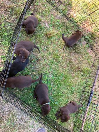 Lab puppies 1