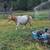 Nigerian Dwarf Goats 2 thumbnail