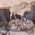 Taxidermy mounts 12 thumbnail