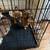 3 Shih Tzu puppies, 2 girls and 1 boy 3 thumbnail