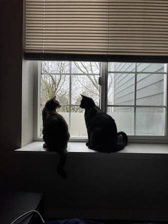 Cat Pair for Adoption (Des Moines)63874561342467122
