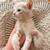 Kitten 5 thumbnail