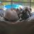 Blue Male sphynx 7 thumbnail