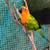 (Limited) Hybrid SunConures 1 thumbnail