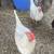 Hens 2 thumbnail
