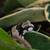 2 baby milk frogs 1 thumbnail