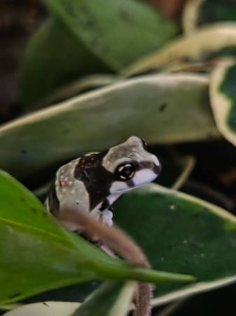 2 baby milk frogs 1