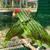 Red Crown Amazon Parrots 2 thumbnail