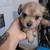 Puppies rehome fee 350 to 400 8 thumbnail