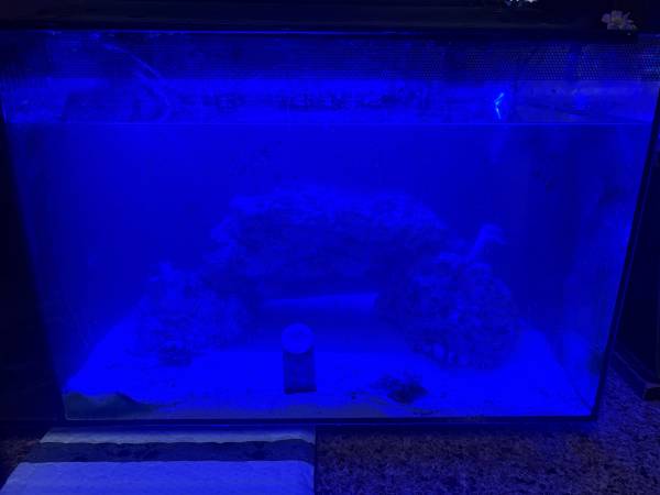 Saltwater tank 1