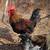 Fertile Chicken & Quail Hatching Eggs 8 thumbnail