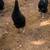 Roosters and Young Chickens 3 thumbnail